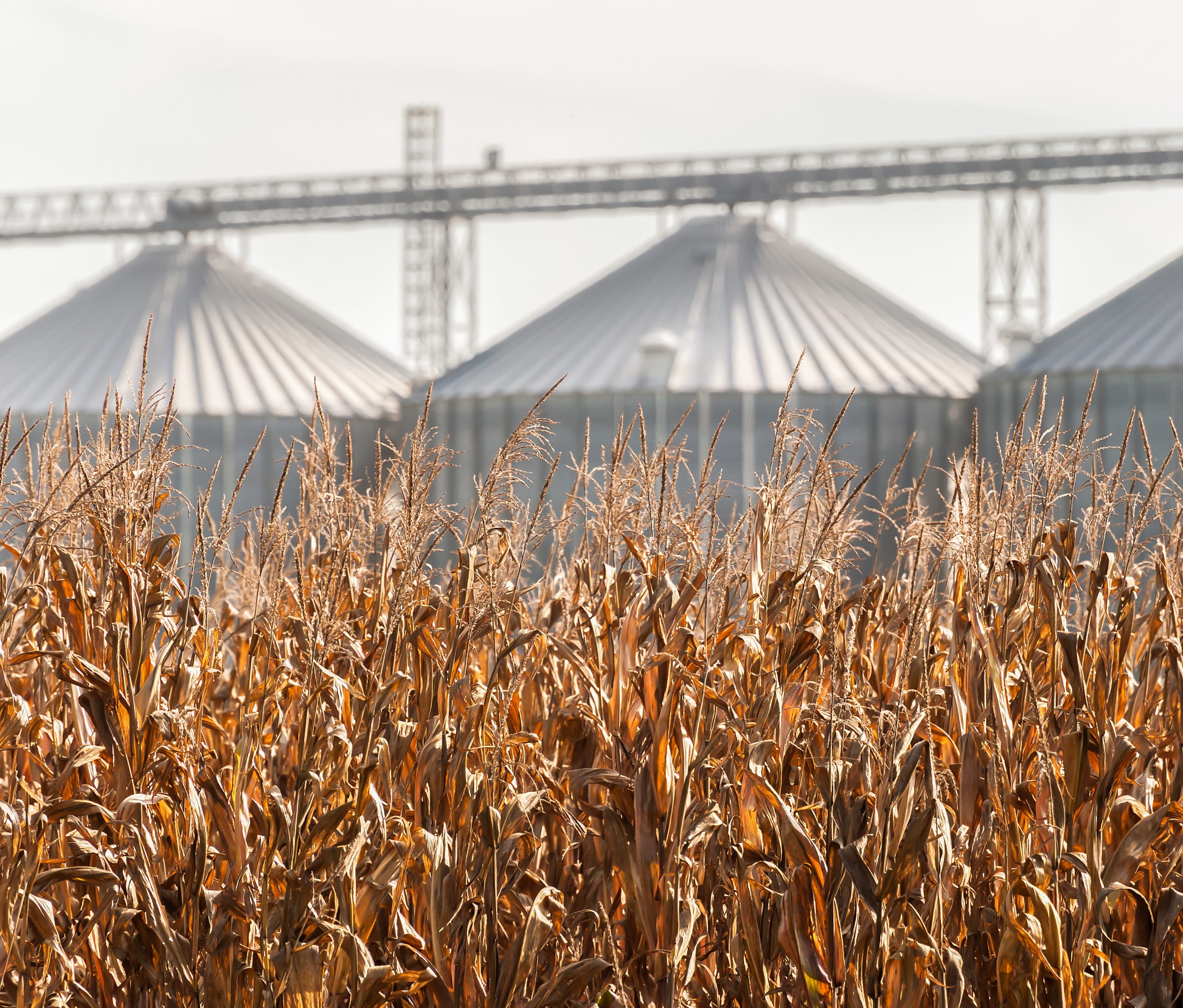 corn field ready to be harvested