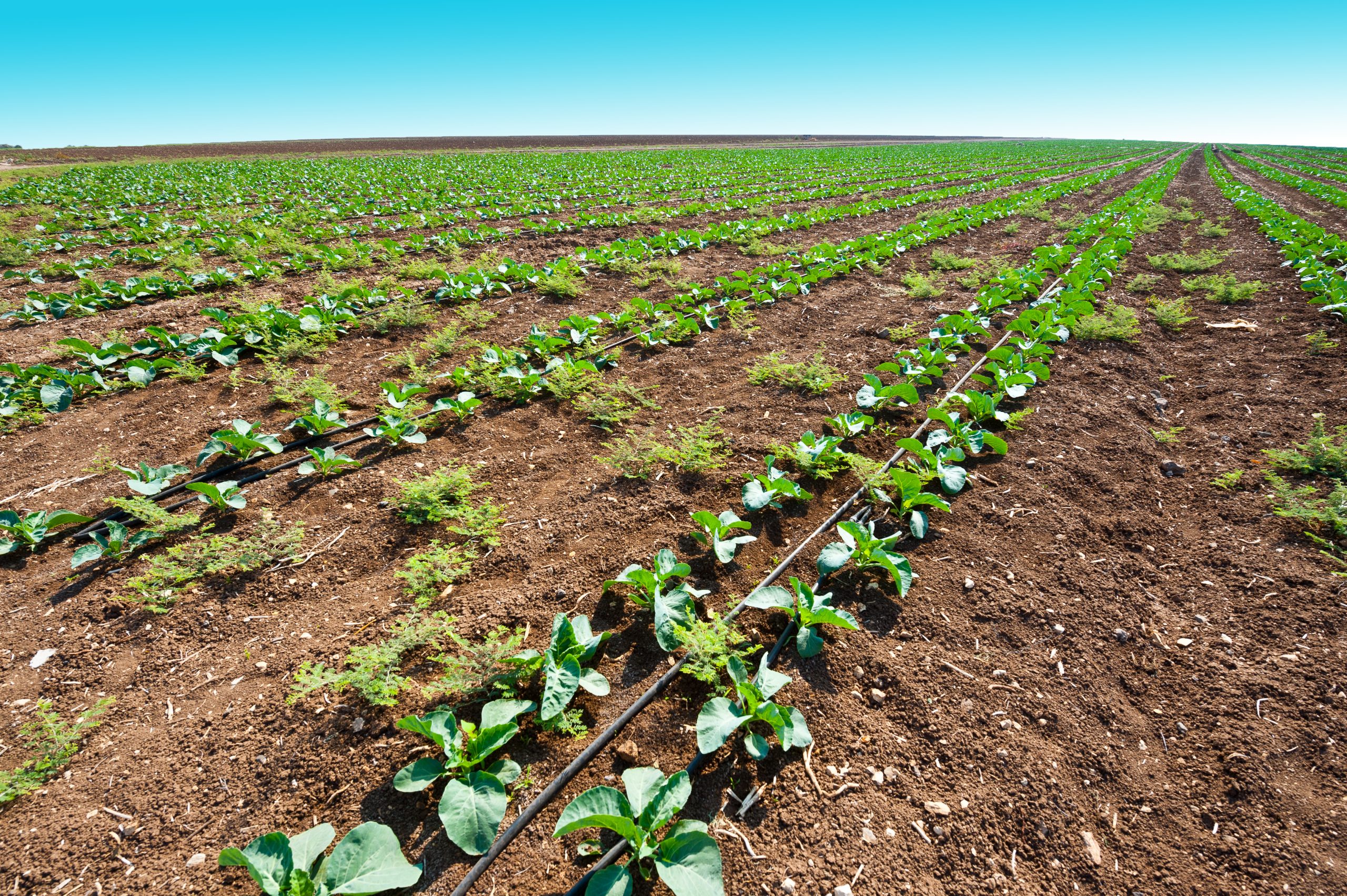 rows of fresh young green seedling in israel 2026 03 25 23 40 53 utc
